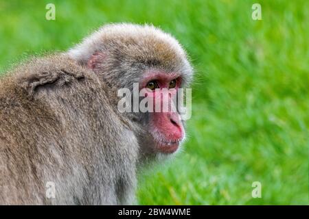 Macaque japonais / singe-neige (Macaca fuscata) gros plan, originaire du Japon Banque D'Images