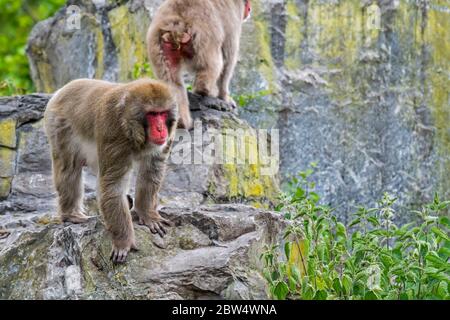 Deux macaques japonais / singes à neige (Macaca fuscata) se fourragent dans la face rocheuse, originaire du Japon Banque D'Images