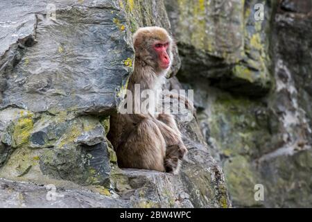 Macaque japonais / singe-neige (Macaca fuscata) assis dans le visage de roche, originaire du Japon Banque D'Images