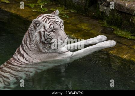 Tigre blanc / tigre blanchi (Panthera tigris) variante de pigmentation du tigre du Bengale, refroidissement dans l'eau de l'étang, originaire de l'Inde Banque D'Images