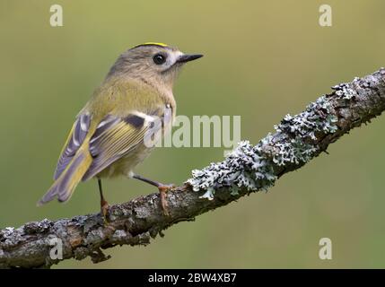 Belle Goldcrest (regulus regulus) perchée sur une branche couverte de lichen dense dans la forêt printanière Banque D'Images