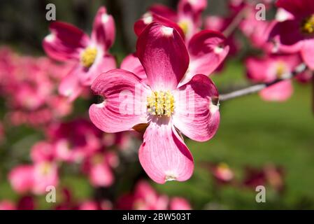 Arbre rose en pleine fleur au printemps. Banque D'Images