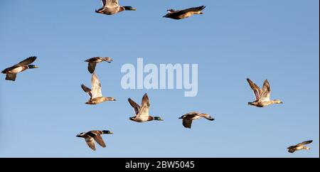 Un troupeau de canards colverts volant. Banque D'Images