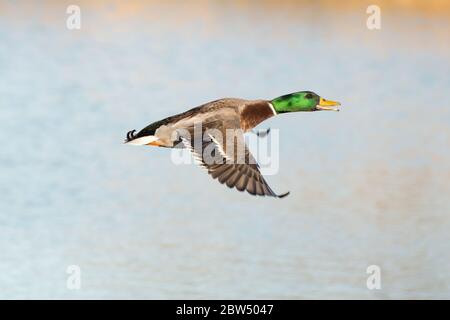 Drake canard collard vol Banque D'Images