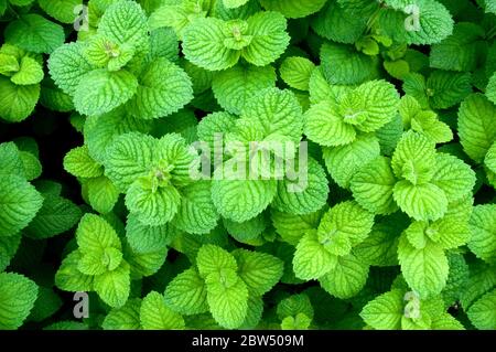 Une colonie de menthe de pomme qui grandit à l'état sauvage près du village de Wuikinuxv, dans la forêt tropicale du Grand Ours, côte centrale de la Colombie-Britannique, Canada. Banque D'Images