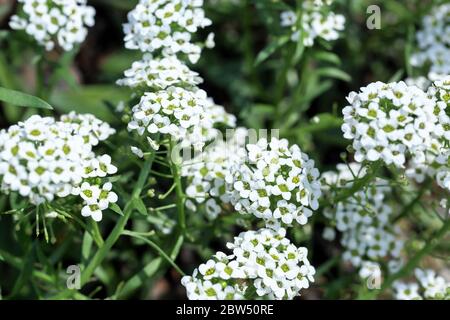 Gros plan de petites fleurs blanches d'Alyssum maritimum, nom commun d'alyssum doux ou de doux alison qui fleurit dans l'arrière-cour Banque D'Images