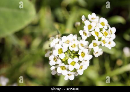 Gros plan de petites fleurs blanches d'Alyssum maritimum, nom commun d'alyssum doux ou de doux alison qui fleurit dans l'arrière-cour Banque D'Images