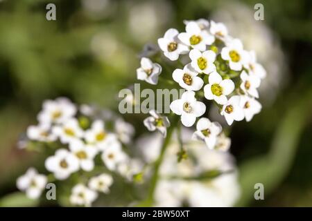 Gros plan de petites fleurs blanches d'Alyssum maritimum, nom commun d'alyssum doux ou de doux alison qui fleurit dans l'arrière-cour Banque D'Images