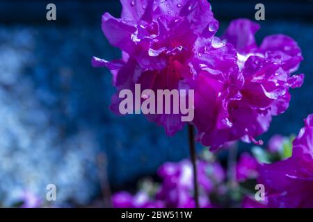 Macro détail rose azalea japonica avec des gouttes de rosée sur un jardin Banque D'Images