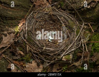 Nid d'oiseau noir européen, Turdus merula, construit dans une fourchette d'arbre avec des coquilles d'oeufs cassées, Brent Reservoir, Welsh Harp Reservoir, Londres, Royaume-Uni Banque D'Images