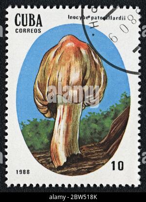 Inocybe patouillardii ou Inocybe erubescens champignon toxique. Série : champignons non comestibles et toxiques. Timbre-poste Cuba 1988 Banque D'Images