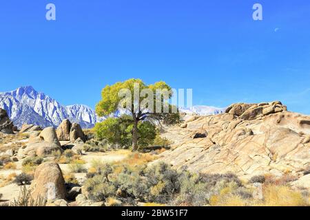 Un arbre vert solitaire à Alabama Hills avec la Sierra Nevada en arrière-plan à Lone Pine, Californie Banque D'Images