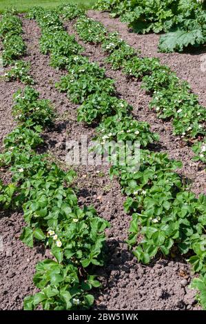 Fraises poussant dans le lit de jardin, en fleur Banque D'Images