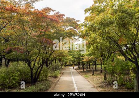 Un homme qui marche dans un parc paisible avec un plein de couleurs d'automne Banque D'Images