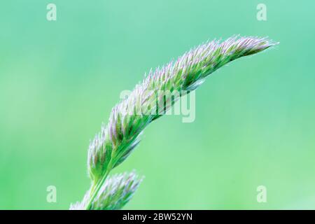 Une fleur mauve vert doux, macro gros plan Banque D'Images