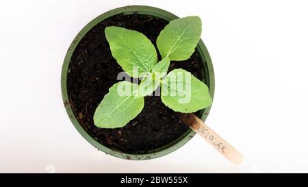 Vue de haut en bas d'un dossier solaire qui grandit dans un pot vert sur un fond blanc. Le nom de la plante est écrit sur un bâton de lally qui colle dans le TH Banque D'Images