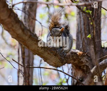 Écureuil gris de l'est allongé sur une branche qui est à l'affût de la caméra suspecte. (Sciurus carolinensis) Banque D'Images
