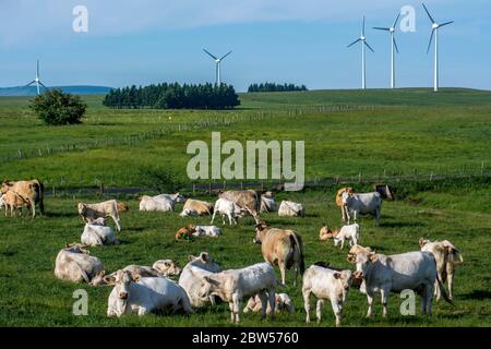 Éoliennes, plateau de Cezallier. Parc naturel régional des Volcans d'Auvergne. Puy de Dôme. Auvergne. France Banque D'Images