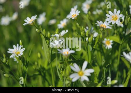 Un champ de stellaria Media fleurs dans la forêt. Banque D'Images