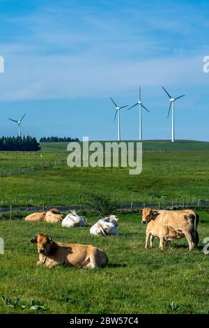 Éoliennes, plateau de Cezallier. Parc naturel régional des Volcans d'Auvergne. Puy de Dôme. Auvergne. France Banque D'Images