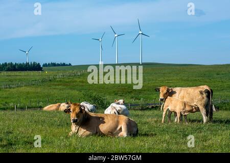 Éoliennes, plateau de Cezallier. Parc naturel régional des Volcans d'Auvergne. Puy de Dôme. Auvergne. France Banque D'Images