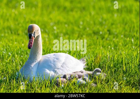 une famille de cygnes repose sur un champ de mouwn, les deux parents prennent soin de leurs petits qui se câlinent à la mère Banque D'Images