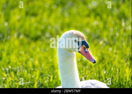 une famille de cygnes repose sur un champ de mouwn, les deux parents prennent soin de leurs petits qui se câlinent à la mère Banque D'Images