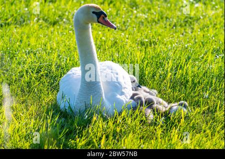 une famille de cygnes repose sur un champ de mouwn, les deux parents prennent soin de leurs petits qui se câlinent à la mère Banque D'Images