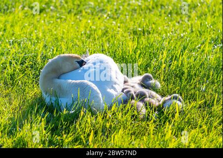 une famille de cygnes repose sur un champ de mouwn, les deux parents prennent soin de leurs petits qui se câlinent à la mère Banque D'Images