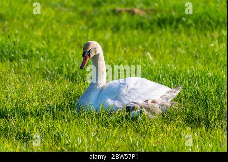 une famille de cygnes repose sur un champ de mouwn, les deux parents prennent soin de leurs petits qui se câlinent à la mère Banque D'Images