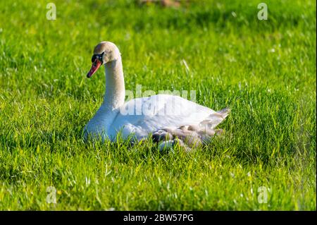 une famille de cygnes repose sur un champ de mouwn, les deux parents prennent soin de leurs petits qui se câlinent à la mère Banque D'Images