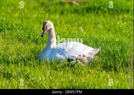 une famille de cygnes repose sur un champ de mouwn, les deux parents prennent soin de leurs petits qui se câlinent à la mère Banque D'Images