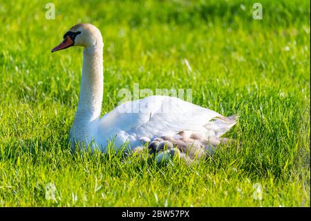 une famille de cygnes repose sur un champ de mouwn, les deux parents prennent soin de leurs petits qui se câlinent à la mère Banque D'Images