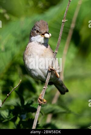 Le service de Whitethroat commun approvisionne le nid dans les collines Cotswold Banque D'Images