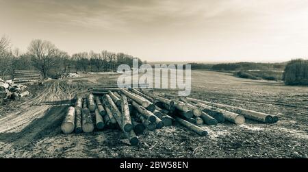 Bois et arbres le long de la route boueuse de terre. Paysage rural de printemps. Tas de troncs de bois, prairie et forêt dans la vue naturelle. Scène artistique panoramique. Banque D'Images