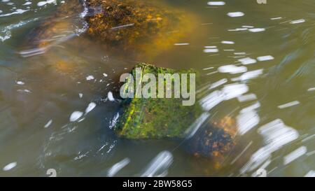 Résumé gros plan de la surface d'eau coulant trouble. Lit naturel en rivière. Dégel printanier dans un ruisseau à fonctionnement rapide, pierre moussy vert humide et blocs bruns. Banque D'Images