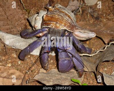 Mignon crabe bleu de noix de coco en Thaïlande Banque D'Images