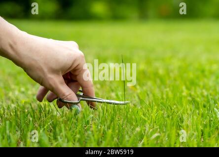 Une main de femme avec des ciseaux coupe une lame d'herbe sur une pelouse récemment tondue. Banque D'Images