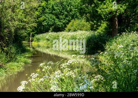 Vue sur le canal de Wey et Arun, canal partiellement restauré près de Loxwood, West Sussex, Royaume-Uni, en mai Banque D'Images
