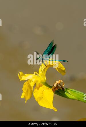 Homme belle demoiselle damsefly (Calopteryx virgo) volant et atterrissage sur un drapeau jaune iris (Iris pseudocorus), Royaume-Uni Banque D'Images