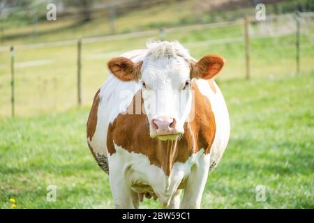 La vache de couleur brune blanche au lait se tient sur un pâturage et semble perplexe Banque D'Images