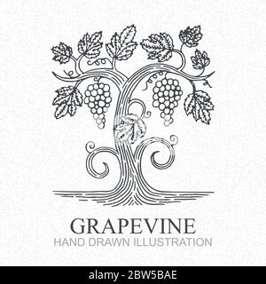 Vigne. Illustration vectorielle de style gravure de vignoble dessinée à la main. Logo raisin et vigne. Partie de l'ensemble. Illustration de Vecteur