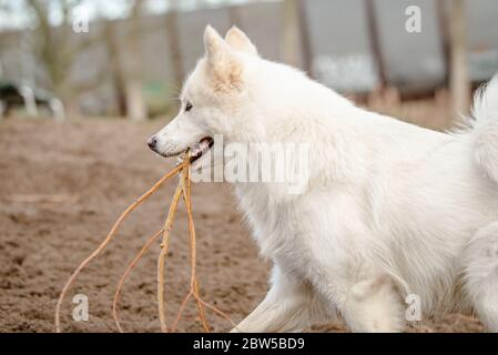 Un joli chien blanc moelleux et doux, un gros bâton dans la bouche, est à l'intérieur du parc pour chiens Banque D'Images
