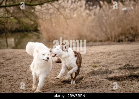 Adorable chien blanc doux et moelleux, et son ami Border Collie Banque D'Images