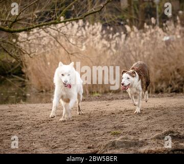 Adorable chien blanc doux et moelleux, et son ami Border Collie Banque D'Images