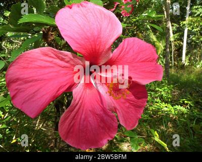 Gros plan d'une fleur d'hibiscus rouge Banque D'Images