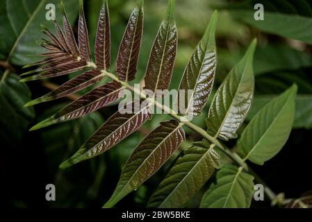branches et feuilles de ligustrum lucidum ou privet sauvage Banque D'Images