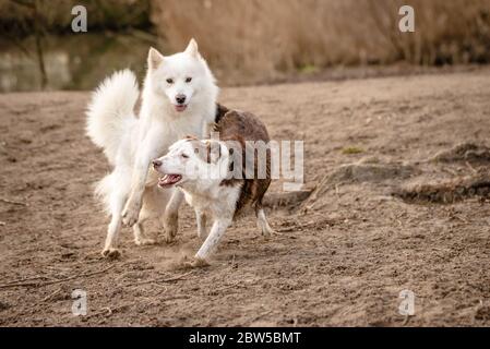 Adorable chien blanc doux et moelleux, et son ami Border Collie Banque D'Images