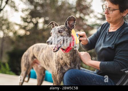 Propriétaire de chien d'âge moyen, toilettant son animal de compagnie greyhound avec une brosse Banque D'Images