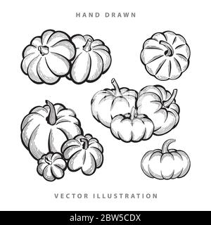 Citrouille. Pumpkins jeu d'illustrations vectorielles dessinées à la main. Dessin de citrouille. Illustration de Vecteur